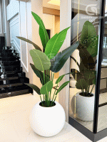 The Bird of Paradise Plant is one of the most elegant and premium decorative plants, inspired by the tropical beauty of nature. With its long, banana-shaped lush green leaves, it instantly creates a refreshing, modern, and luxurious vibe in any space. Perfect for living rooms, offices, reception areas, restaurants, or lounge corners, this tall artificial plant adds a bold statement of style. Crafted with premium PVC rubber plastic, the leaves are durable, realistic, and easy to maintain. The plant is set in a premium fiber glass pot, with a stable base often filled with marble stones for a natural look. It requires no watering or sunlight, yet stays fresh and vibrant all year round. Bring home the Bird of Paradise to transform your interior into a classy, tropical-inspired space with a touch of luxury