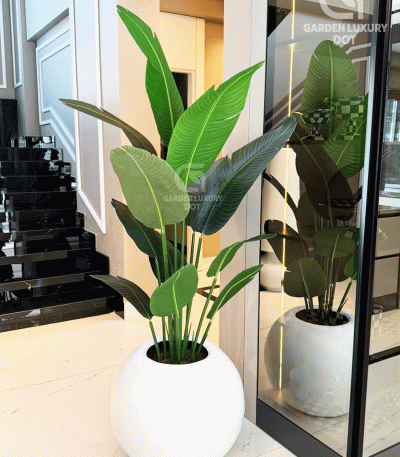 The Bird of Paradise Plant is one of the most elegant and premium decorative plants, inspired by the tropical beauty of nature. With its long, banana-shaped lush green leaves, it instantly creates a refreshing, modern, and luxurious vibe in any space. Perfect for living rooms, offices, reception areas, restaurants, or lounge corners, this tall artificial plant adds a bold statement of style. Crafted with premium PVC rubber plastic, the leaves are durable, realistic, and easy to maintain. The plant is set in a premium fiber glass pot, with a stable base often filled with marble stones for a natural look. It requires no watering or sunlight, yet stays fresh and vibrant all year round. Bring home the Bird of Paradise to transform your interior into a classy, tropical-inspired space with a touch of luxury