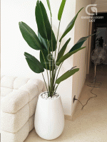 Premium Bird of Paradise Artificial Plant – 6.5 Feet Real Touch Indoor Plant with White Fiberglass Pot | Garden Luxury Dot