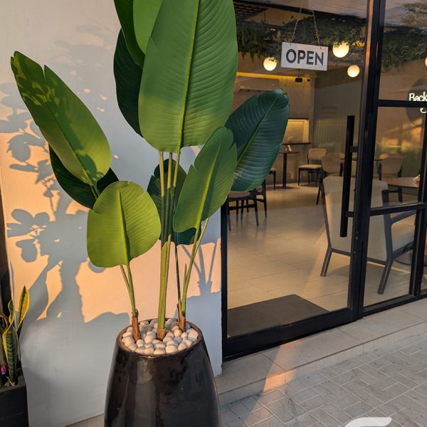 Bird of Paradise in White Glossy Planter – 6 Feet