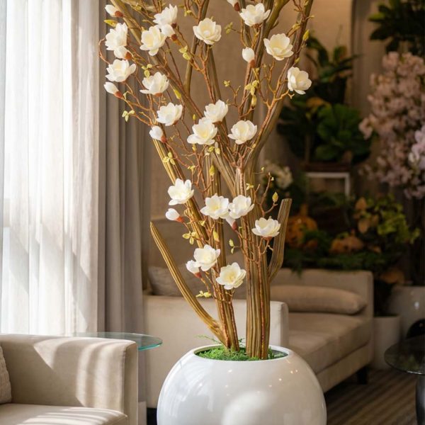 Royal Magnolia Blossom Tree – 6 Feet