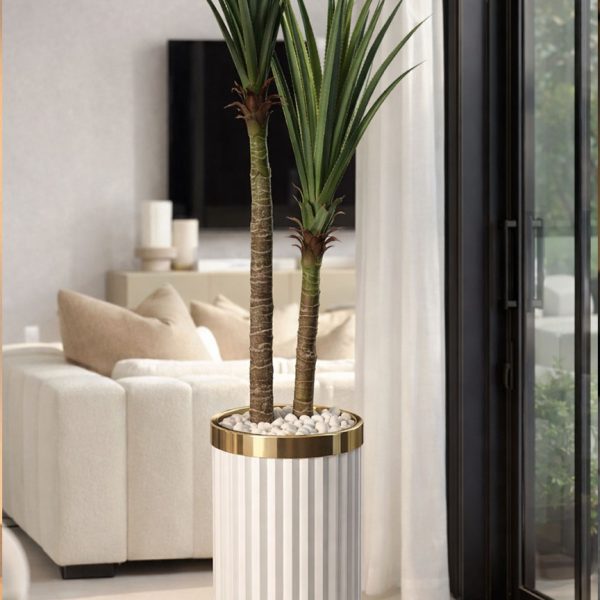 Royal Yucca Cactus Plant