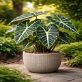 Alocasia artificial plant in pot